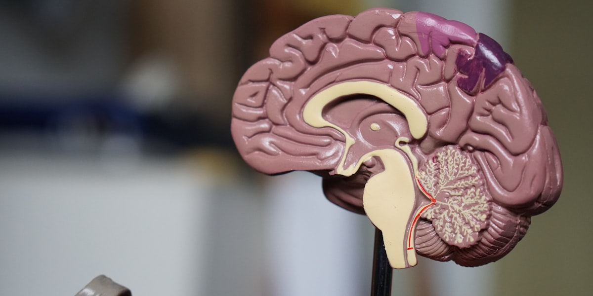 Advanced Brain MRI Analysis